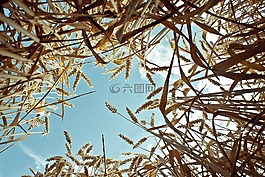 谷物,麥田,小麥