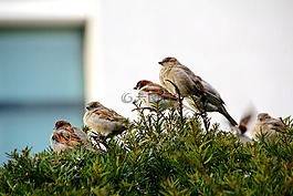 麻雀,鳴鳥,斯珀林