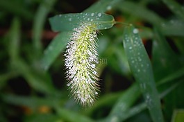 新鮮,雨滴,工廠