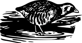 水,鳥,鐵路