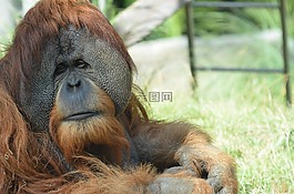野生動(dòng)物,動(dòng)物,猿