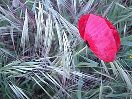 罌粟,花卉,紅色
