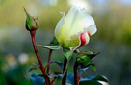 玫瑰,花,玫瑰綻放