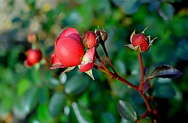 玫瑰,紅色,玫瑰花蕾