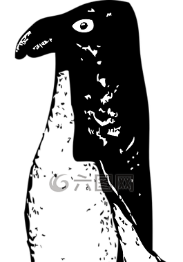 企鵝,鳥,側(cè)