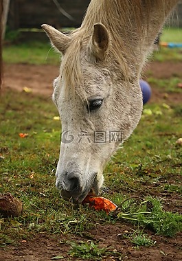 模具,馬,純種阿拉伯