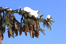 樹(shù),性質(zhì),天空