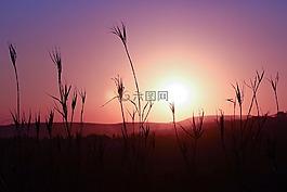 日落,側(cè)影,景觀