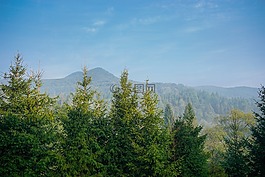 山,樹(shù),云杉
