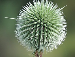 峰值,綠色,植物