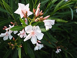 夾竹桃,花,夏季