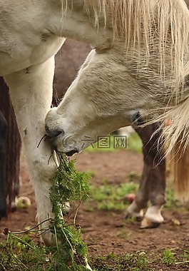 馬,模具,純種阿拉伯