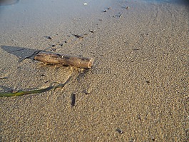 沙,海,漂木