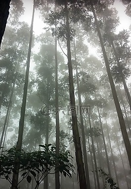 森林,樹(shù),朦朧