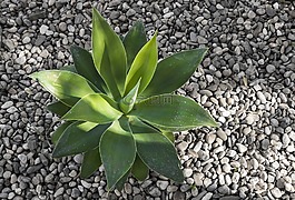 植物區(qū)系,自然,葉