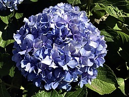 繡球花,藍色,花