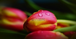 郁金香,春天,鮮花
