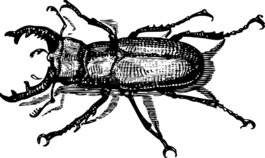甲蟲(chóng)，昆蟲(chóng),牛角,甲蟲(chóng)
