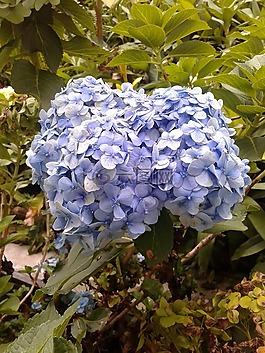 花園,花,春