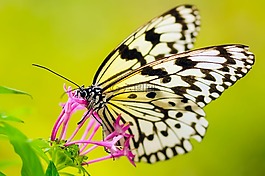 蝴蝶,昆蟲,花