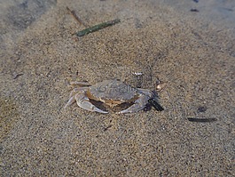 蟹,海,水