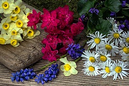鲜花,黄水仙,perl 风信子