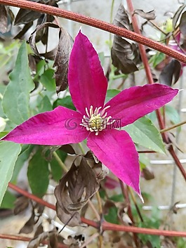 鐵線蓮,開花,花