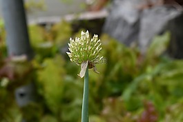 鮮花,藍色的花,抽象