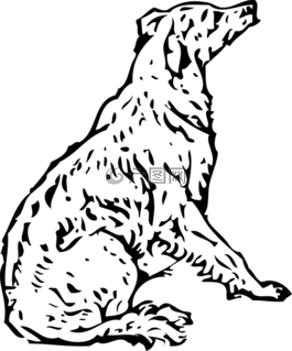 狗,寵物,動(dòng)物