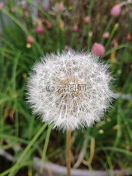 蒲公英,花園