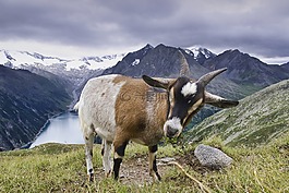 山羊,蒂羅爾,動物