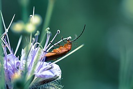 甲蟲(chóng),花,宏