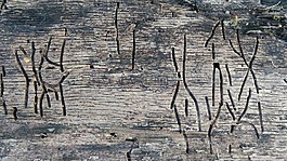 木蟲(chóng),密寫(xiě),木