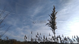 天空,草,耕地