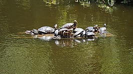 海龜,爬行動物,水動物