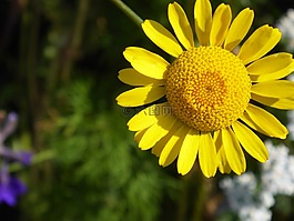 太阳帽子,淡紫,开花