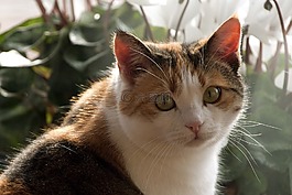 動物,可愛,貓