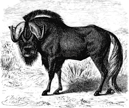動(dòng)物,憤怒,牛角