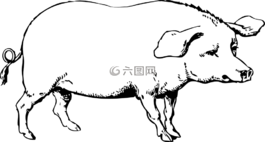 豬,動(dòng)物,谷倉