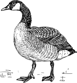 鵝,鳥,家養(yǎng)