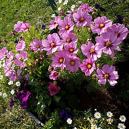 宇宙花,廠,花
