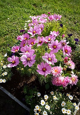 宇宙花,廠,花