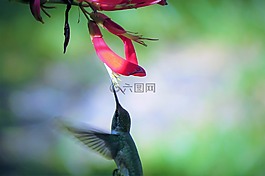 鳥,蜂鳥,紅色的花