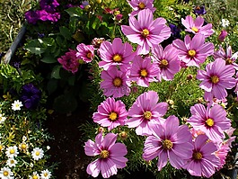 宇宙花,廠,花