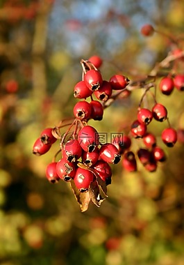 玫瑰果,紅色,水果