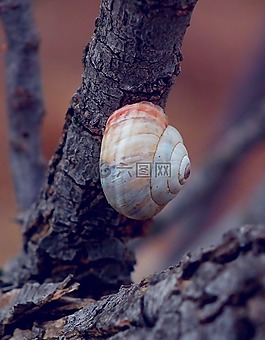 蝸牛,性質(zhì),花園