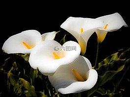 馬蹄蓮,百合花,白
