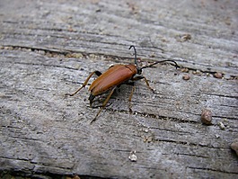 甲虫,豪恩,女性