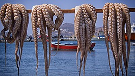 章魚,魚,希臘