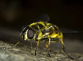 hoverfly,飛,昆蟲